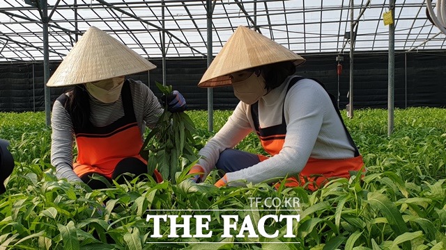더불어민주당 이재명 대선후보 배우자 김혜경씨가 26일 경남 사천시 사남면 다문화가정 여성들이 직접운영하는 아열대채소 농장에서 채소수확 체험을 하고 있다./사천=이경구 기자