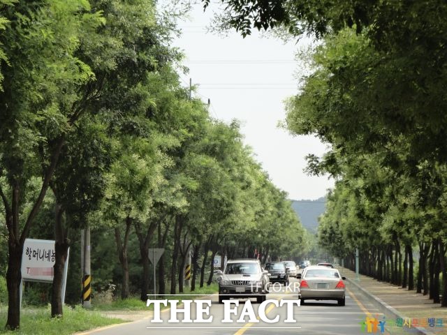 수원시 광교산로에 조성된 가로수./ 수원시 제공