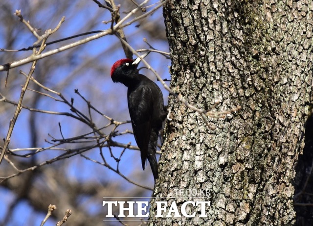 광릉숲에서 포착된 천연기념물 제242호 까막딱따구리 수컷. /국립수목원 제공