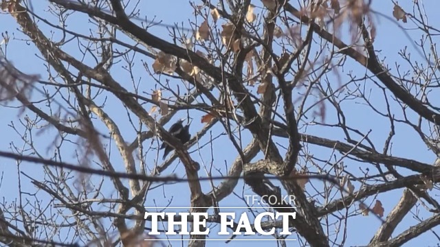 거목의 가지에 자리잡은 까막딱다구리 암수가 번식행동을 보이고 있는 모습. /국립수목원 제공