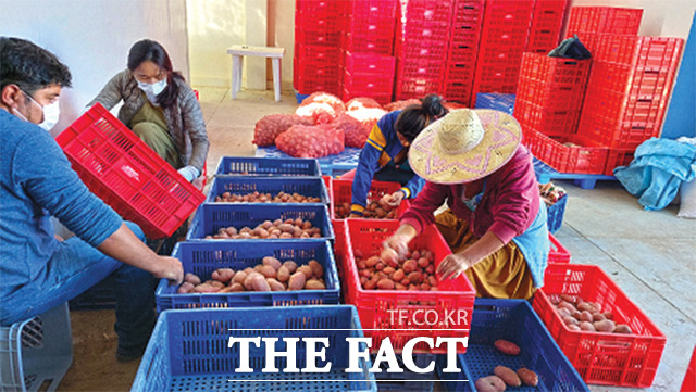 볼리비아 현지인들이 ‘한국-볼리비아 감자연구혁신센터’에서 재배한 감자를 선별하고 있다. / 농어촌공사 제공