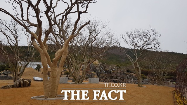 전남 신안군이 천사섬 분재공원 내에 송암 배롱나무 공원을 조성했다. 배롱나무는 나주 출신 송암 김정식 씨의 기증으로 200년 전 식재한 다간의 명목으로 불린다./신안=홍정열 기자