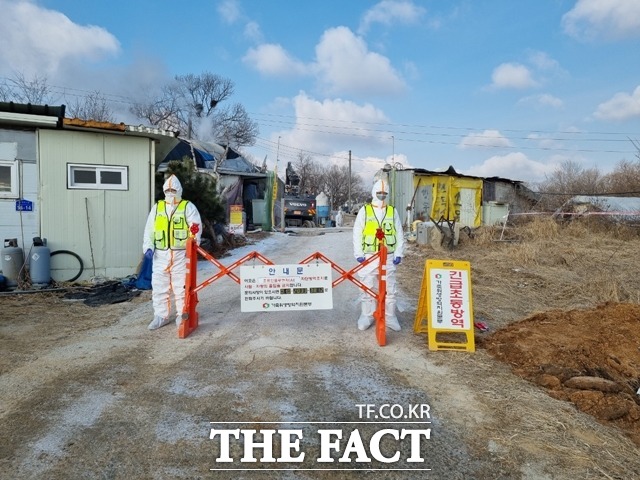 충남 당진과 충북 진천의 닭 농장에서 고병원성 조류인플루엔자 의심 사례가 발생했다. / 더팩트 DB