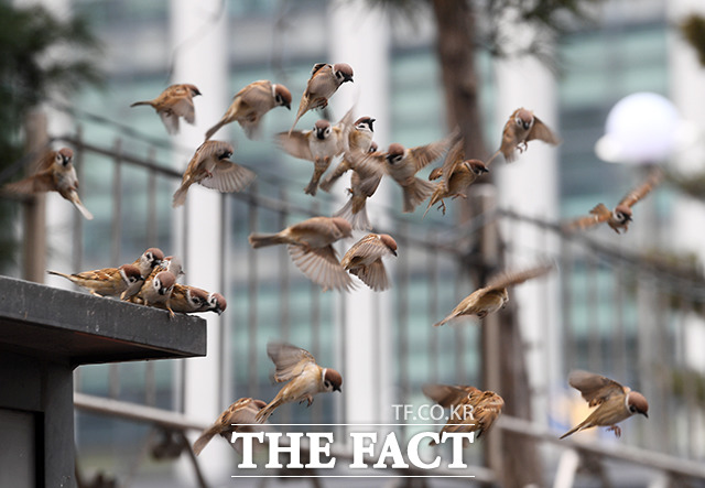 전국적으로 온화한 날씨를 보인 14일 오후 서울 마포구 애오개역 인근에서 참새들이 먹이활동을 위해 힘차게 날개짓을 하고 있다. /이동률 기자
