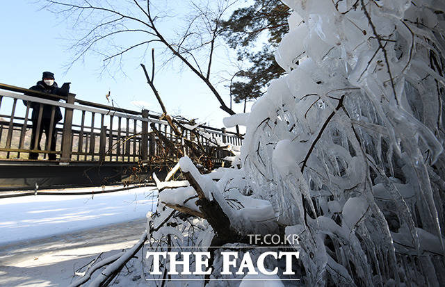 4일 오후 한파경보가 내려진 경기도 포천시 산정호수에서 한 시민이 얼어붙은 나뭇가지를 바라보고 있다. /포천=임영무 기자