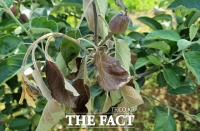  예산군, 과수화상병 사전 방제 이행 행정명령 강화