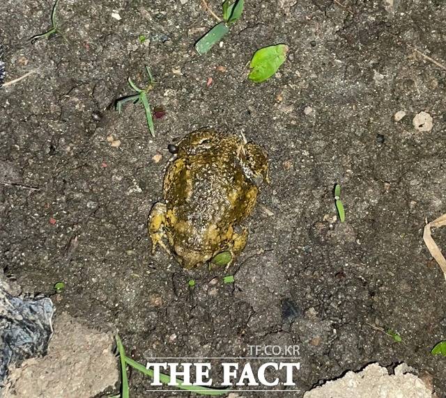 충남 천안 직산읍 모시리 일원에서 발견된 맹꽁이 모습. / 천안시 제공