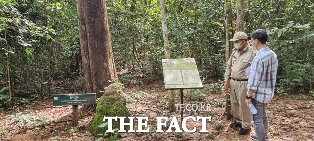 캄보디아 자연휴양림 대상지 장미목 조사 모습 / 산림청 제공