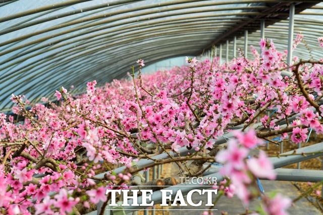 2월 중순, 남원의 복숭아 하우스에서는 매서운 한파를 이겨낸 복숭아가 붉은 꽃망울을 터트리며 봄의 시작을 알리고 있다. /남원시 제공