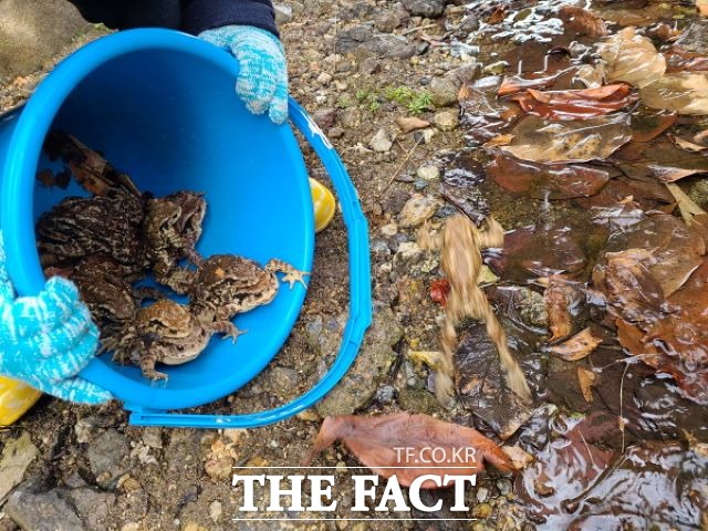 광양만녹색연합회원과 주민들이 진상면 비촌마을 앞 비평저수지에 서식하는 성체 두꺼비들을 포획, 안전한 곳으로 이동시키는 작업을 하고 있다, /광양만녹색연합 제공