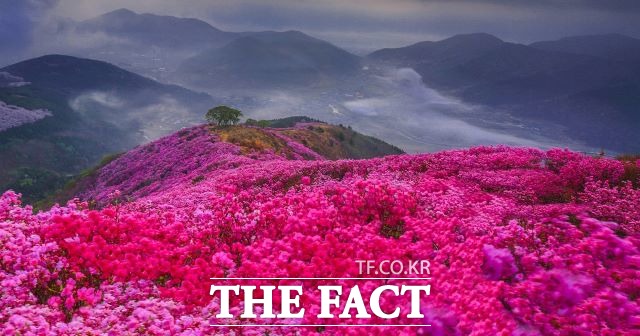 전국 3대 진달래 군락지로 알려진 영취산의 진달래가 만개한 모습. /여수시 제공