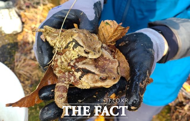 녹색연합 회원이 포획한 두꺼비를 옮기는 작업 중에 들어보이고 있다. /광양만녹색연합 제공