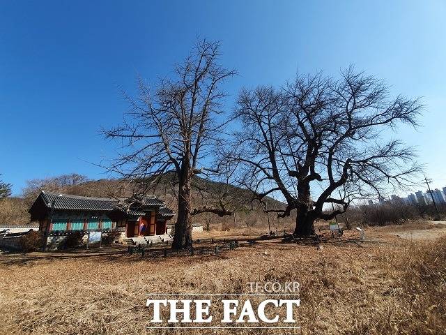 천연기념물로 지정될 세종리 은행나무의 2022년 2월 20일 모습. / 세종= 최준호 기자