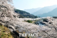  하동 화개장터 벚꽃축제, 올해로 3년 연속 취소