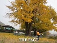  650살 세종시 은행나무 2그루, 천연기념물로 격상