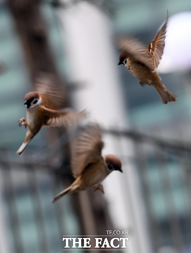 최저기온은 영하 8도~2도, 최고기온은 6도~14도로 비교적 포근한 날씨가 되겠다. 전 권역의 미세먼지 농도는 좋음∼보통 수준일 것으로 예보됐다. /더팩트 DB