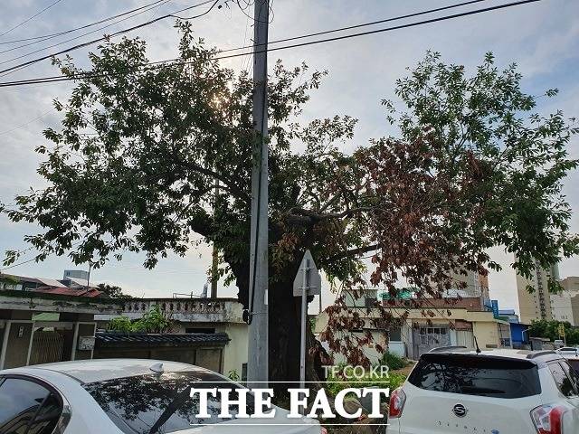 세종시 조치원읍 경부선과 충북선 철도 건널목 사이에 서 있는 버드나무 고목의 2021년 7월 3일 모습./ 세종= 최준호 기자