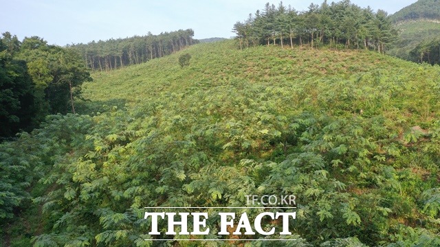 충남도가 2018년부터 선제적으로 추진 중인 밀원숲 조성 사업이 눈길을 끌고 있다. / 충남도 제공