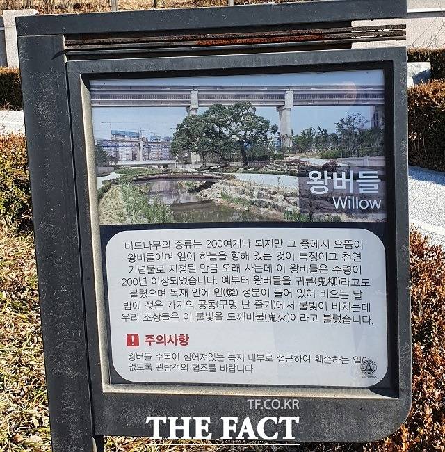 정부세종청사 서쪽 방축천 변에 있는 200여년생 왕버들의 안내판 모습./ 세종= 최준호 기자