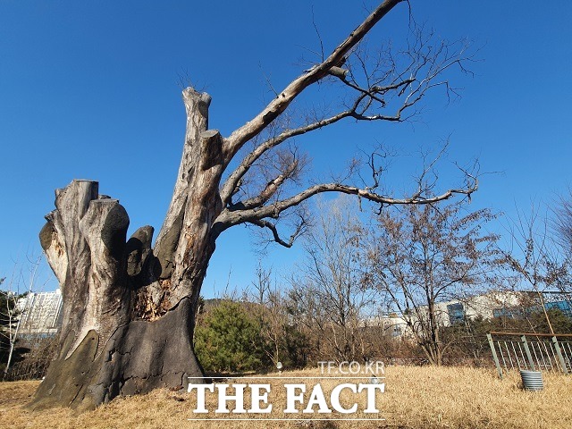 정부세종청사 1동 국무총리실 뒤 언덕에 있는 140여년생 느티나무의 2022년 3월 6일 모습. / 세종= 최준호 기자