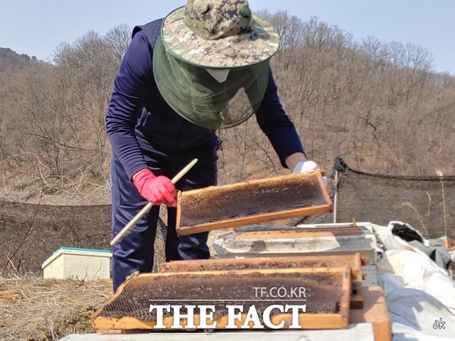 양봉 농가가 꿀벌을 사육 중이다. / 충남도 제공