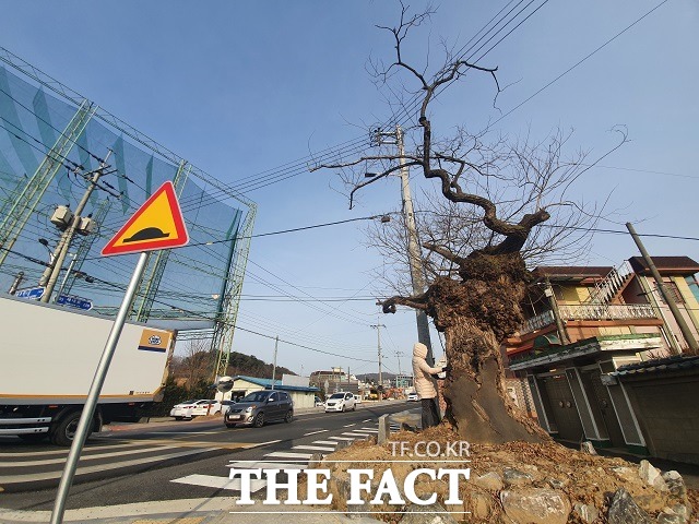 세종시 구시가지 경부선과 충북선 철도 건널목 사이(조치원읍 서창리 42)에 서 있는 270여년생 버드나무의 2022년 3월 7일 아침 모습. / 세종= 최준호 기자