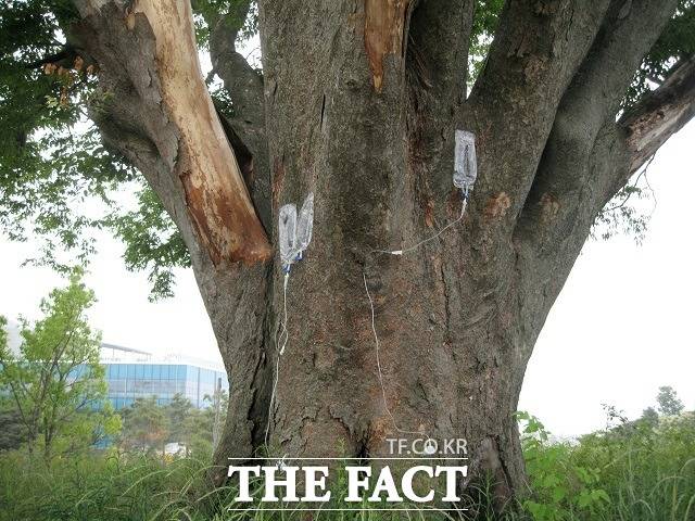 정부세종청사 1동 국무총리실 뒤 언덕에 있는 느티나무 고목의 2012년 6월 9일 모습. 관리기관인 LH(한국토지주택공사)가 나무에 영양제를 투입하고 있다. / 세종= 최준호 기자