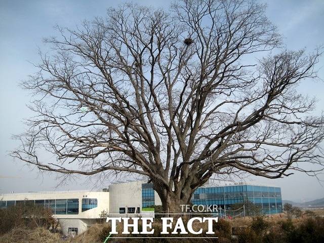 정부세종청사 1동 국무총리실 뒤 언덕에 있는 느티나무의 2012년 2월 26일 모습. 겉모습은 현재 모습과 확연히 달리 멀쩡하다. / 세종= 최준호 기자