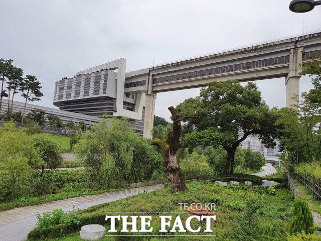 정부세종청사 서쪽 방축천 변에 있는 왕버들의 2020년 9월 20일 모습. 당초 이곳에 있던 3그루 가운데 1그루는 완전히 말라 죽었고, 또 한 그루는 죽어가고 있다. / 세종= 최준호 기자