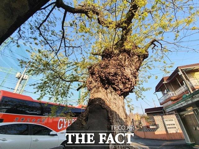세종시 조치원읍 경부선과 충북선 철도 건널목 사이에 서 있는 버드나무 고목의 2020년 4월 14일 모습./ 세종= 최준호 기자