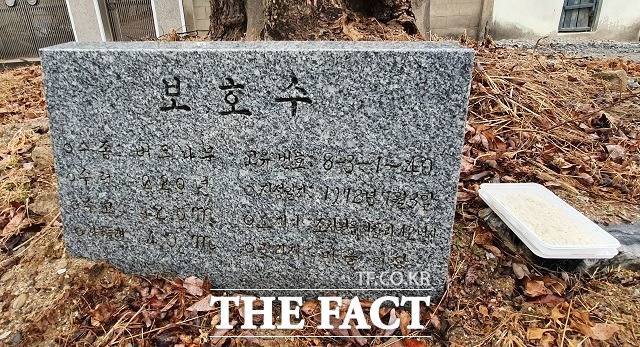 세종시 조치원읍 경부선과 충북선 철도 건널목 사이에 서 있는 버드나무 고목의 안내판 모습. / 세종= 최준호 기자