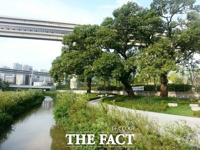 정부세종청사 서쪽 방축천 변에 있는 200여년생 왕버들의 2015년 7월 25일 모습. 3그루가 모두 왕성한 수세(樹勢)를 자랑하고 있다. / 세종= 최준호 기자