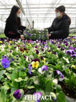  수줍게 얼굴 내민 봄꽃 [포토]