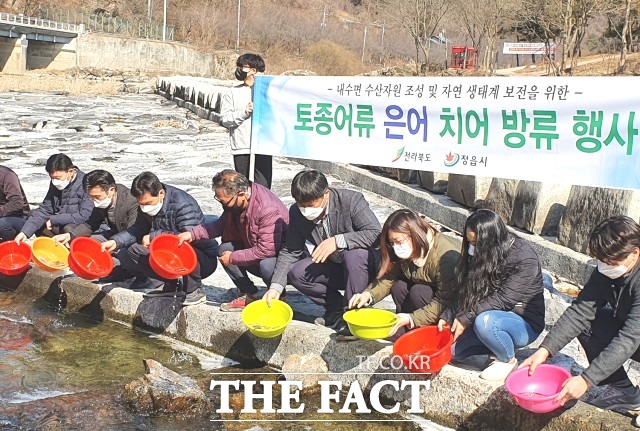 정읍시 관계자는 “생태환경을 보존하고 전국적으로 관광 명소인 구절초 테마공원과 연계해 자연 생태 학습장을 조성함과 동시에 지역 특산품으로 복원하기 위해 지속적으로 방류할 계획”이라고 말했다. / 정읍시 제공