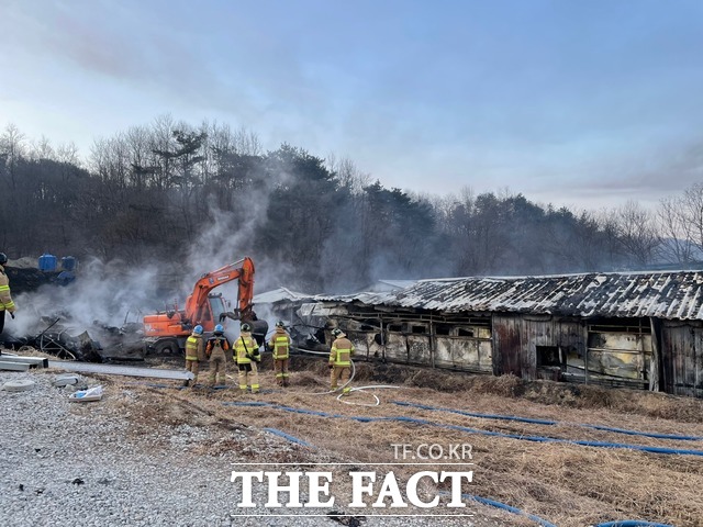 경북 영주의 한 돼지농장에서 원인을 알수없는 불이나 돼지 860여마리가 폐사됐다./영주시 제공