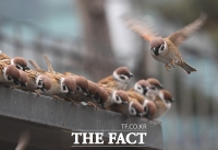 [오늘의 날씨] 대통령 선거일, 낮 기온 올라 '포근'…큰 일교차 주의