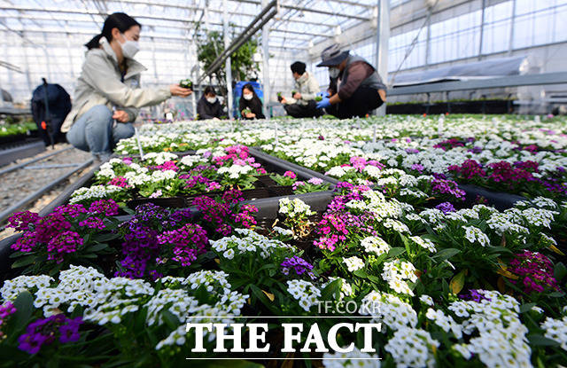 한낮 기온이 10도 가량 오르며 봄 기운이 완연한 7일 오후 세종시 국립세종수목원 관계자들이 활짝 핀 알리섬 원더랜드 모종을 살펴보고 있다. /세종=임영무 기자