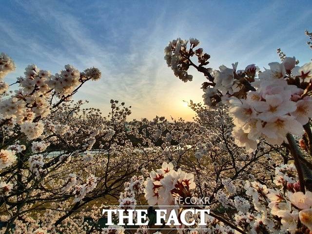 세종시 조치원읍 조천(鳥川) 변 벚꽃길의 2021년 3월 31일 모습. / 세종= 최준호 기자