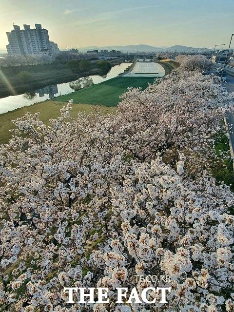 세종시 조치원읍(하천 오른쪽)과 청주시 오송읍 사이를 흐르는 하천인 조천(鳥川)의 양쪽에는 전체 길이가 약 6.6㎞에 달하는 벚나무 길이 있다. / 세종=최준호 기자