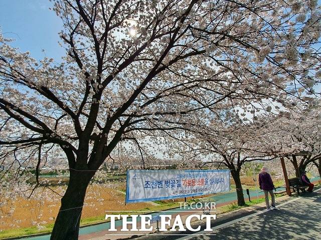 2021년 조치원 벚꽃축제(4월 1~11일) 기간에는 밤에 벚꽃길에 사람이 많이 몰리는 것을 막는다는 취지로 조치원읍이 가로등을 모두 끄면서 시민들 사이에서 찬· 반 양론이 일었다./ 세종=최준호 기자