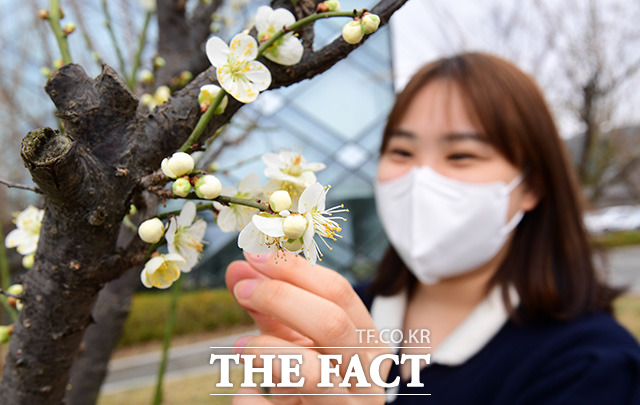 기상청에 따르면 오늘(15일) 전국이 포근한 날씨가 될 전망이다. 사진은 전날(14일) 오전 세종시 정부세종청사 주변 매화 나무에 봄을 알리는 매화꽃이 활짝 피어 있다. /세종=임영무 기자