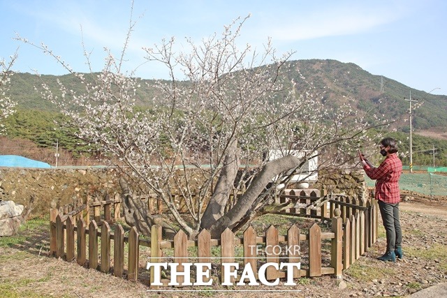 산청군 단성면 운리 단속사지의 정당매/산청군 제공