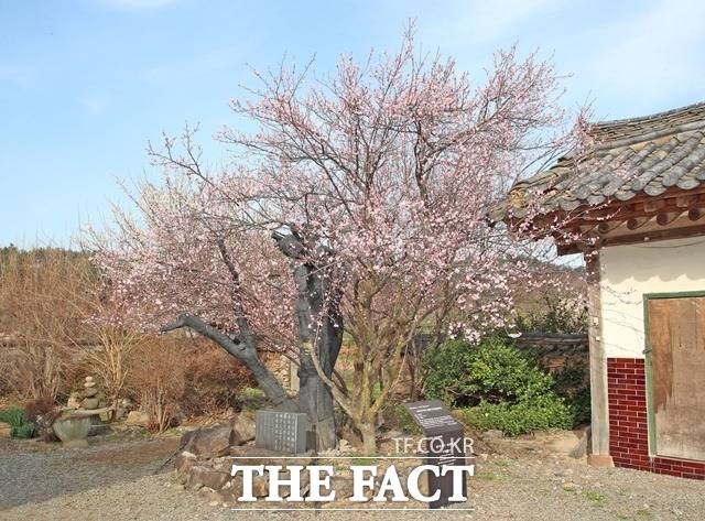 산청군 단성면 남사예담촌의 원정매/산청군 제공