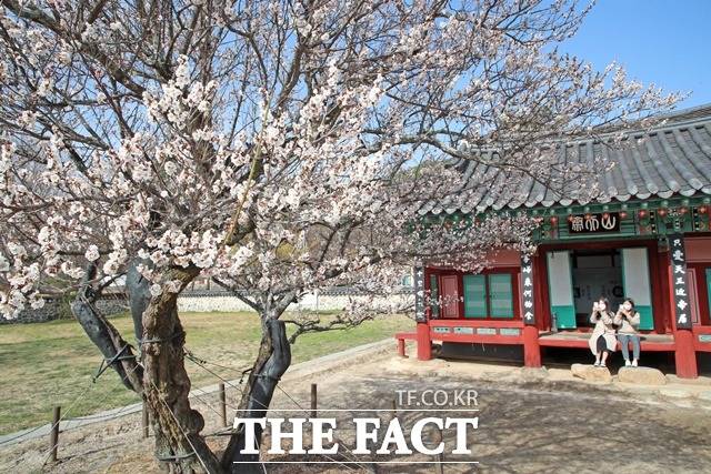 산청군 시천면 남명 조식 유적지 산천재의 남명매/산청군 제공