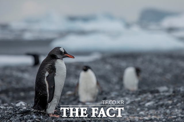 남극 반도 동쪽에 위치한 안데르손 섬에서 총 75개의 젠투펭귄 둥지가 발견되기도 했다. 젠투펭귄은 남극에서 비교적 온화한 지역에 서식한다./그린피스 제공