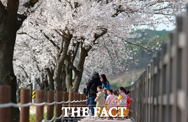 지난 2019년 진행된 천안 북면위례벚꽃축제 모습. / 천안시 제공