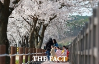  천안 대표 봄 축제 3년 연속 취소