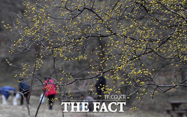전국에 봄비가 예보된 17일 오후 경기 이천 산수유마을에는 활짝 핀 산수유가 상춘객들을 반기고 있다. /이천=임영무 기자