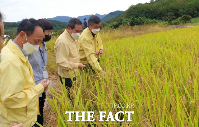 순창군이 지난해 유례없는 가을장마로 벼 병해충 피해를 입은 농가에 재해복구비를 지급한다고 18일 밝혔다. /순창군 제공