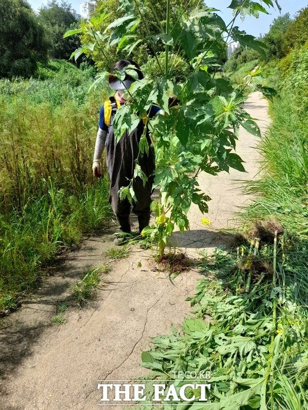 인천 부평구는 생태계교란을 일으키는 유해식물 제거 기간제근로자 2명을 공개 채용한다. /부평구 제공